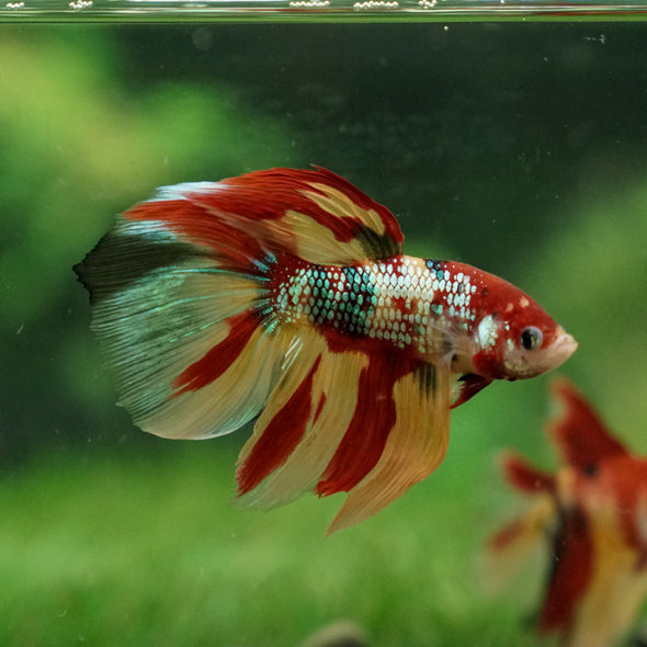 Galaxy Koi Halfmoon - 13 weeks old