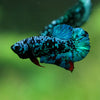 Black Koi Galaxy Plakat (Avatar) -10 weeks Old