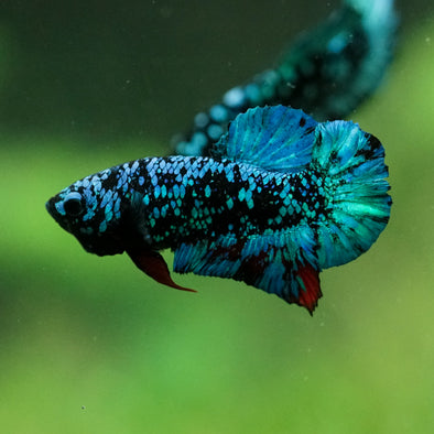 Black Koi Galaxy Plakat (Avatar) -10 weeks Old