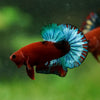 Red Fancy (Hell Boy) Plakat -13 weeks Old