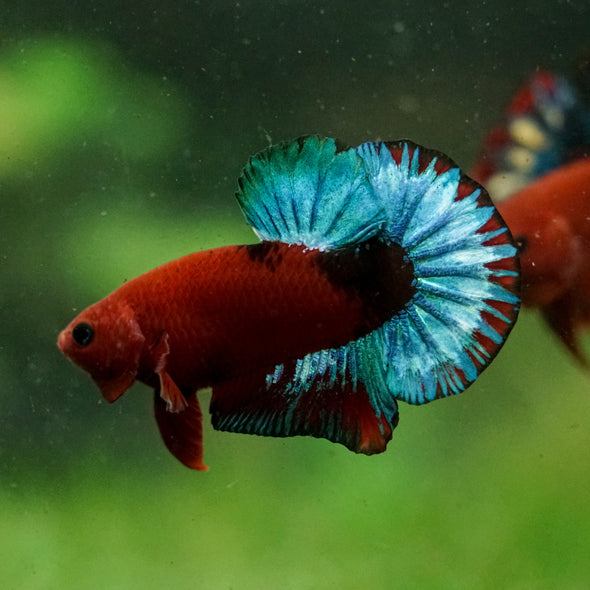 Red Fancy (Hell Boy) Plakat -13 weeks Old