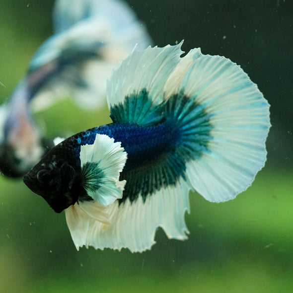Dumbo Halfmoon - 12 weeks old