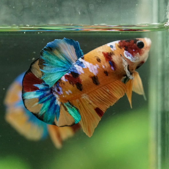 Multicolor/Galaxy Koi Plakat -16 weeks Old