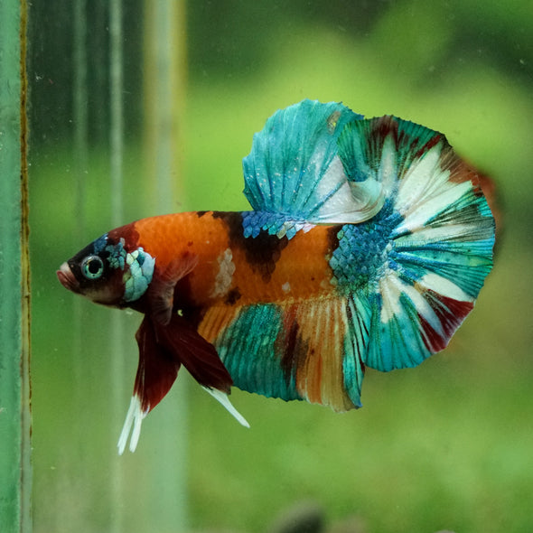 Multicolor/Galaxy Koi Plakat -16 weeks Old
