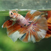 Galaxy/Candy Koi Halfmoon - 14 weeks old