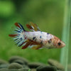 Multicolor/ Galaxy Koi Halfmoon - Female- 13 Weeks Old