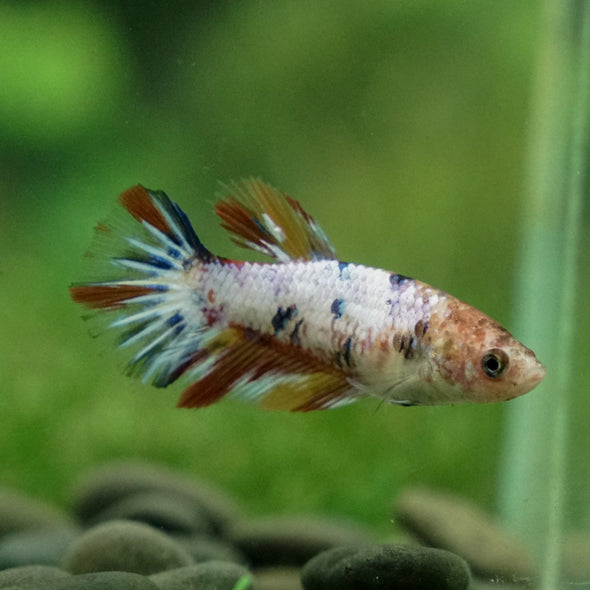 Multicolor/ Galaxy Koi Halfmoon - Female- 13 Weeks Old