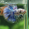 Galaxy/Candy Koi Halfmoon - 14 weeks old