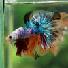 Galaxy/Candy Koi Halfmoon - 14 weeks old