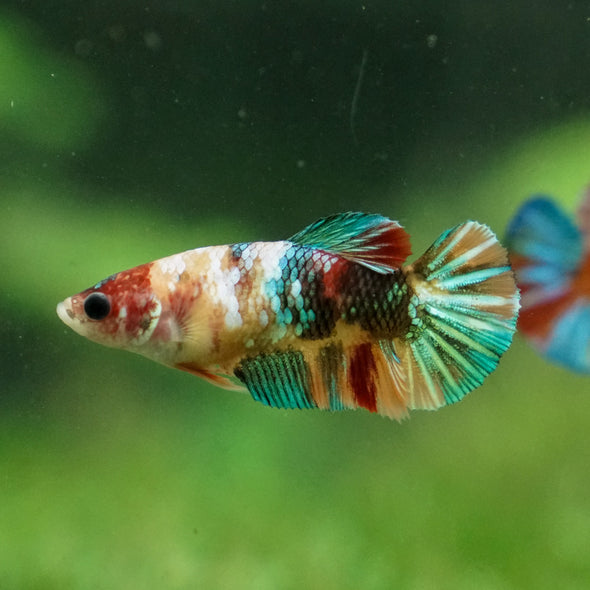 Multicolor/ Galaxy Koi Plakat - Female- 13 Weeks Old