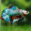 Multicolor/Galaxy Koi Plakat -16 weeks Old