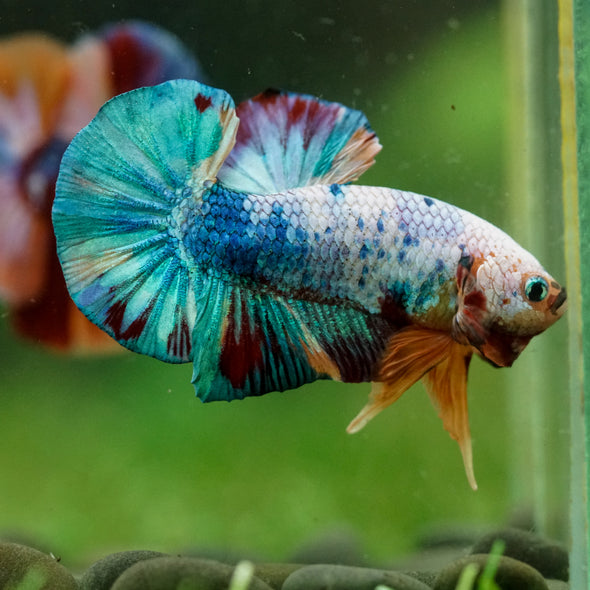 Multicolor/Galaxy Koi Plakat -16 weeks Old