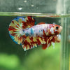 Multicolor/Galaxy Koi Plakat -13 weeks Old