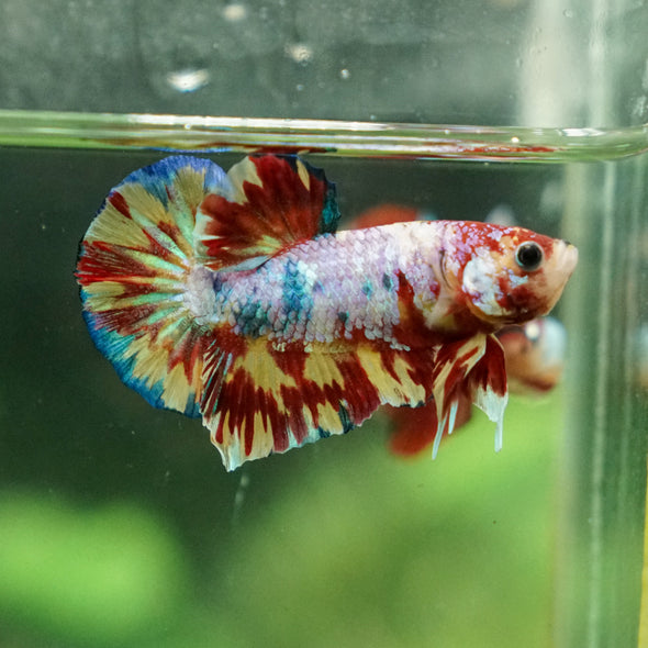 Multicolor/Galaxy Koi Plakat -13 weeks Old