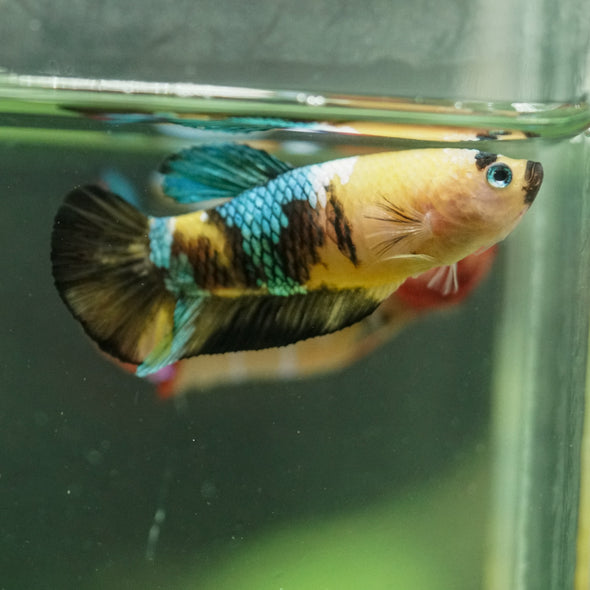 Multicolor/ Galaxy Koi Plakat- Female- 13 Weeks Old