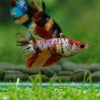 Multicolor/ Galaxy Koi Halfmoon - Female- 13 Weeks Old