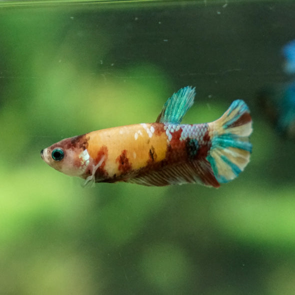 Multicolor/ Galaxy Koi Plakat - Female- 13 Weeks Old