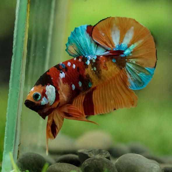 Multicolor/Galaxy Koi Plakat -16 weeks Old