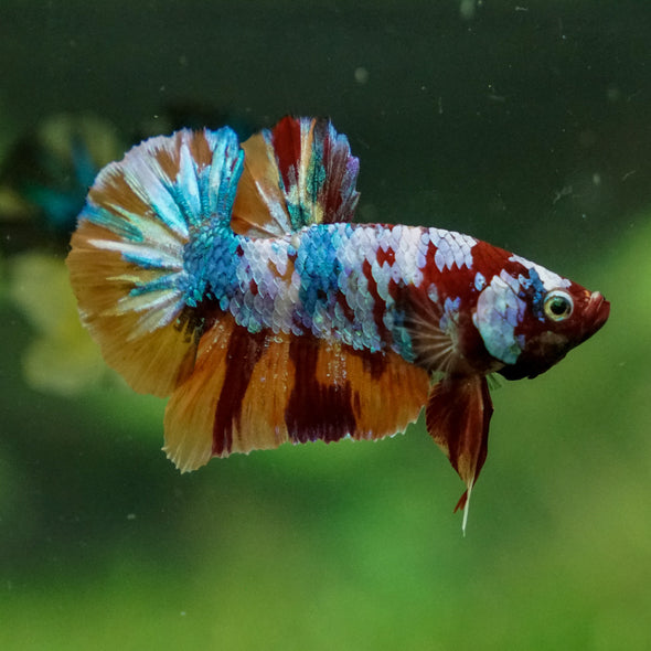 Multicolor/Galaxy Koi Plakat -13 weeks Old