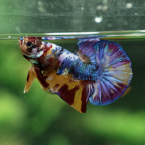 Multicolor/Galaxy Koi Plakat -13 weeks Old