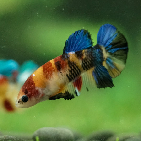 Multicolor/ Galaxy Koi Plakat- Female- 13 Weeks Old