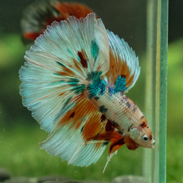 Galaxy/Candy Koi Halfmoon - 13 weeks old