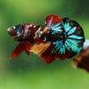 Multicolor/Galaxy Koi Plakat -16 weeks Old