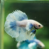 Dumbo Halfmoon - 10 weeks old