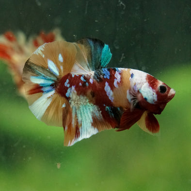 Multicolor/Galaxy Koi Plakat -16 weeks Old