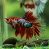 Galaxy/Candy Koi Halfmoon - 14 weeks old