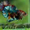 Multicolor/Galaxy Koi Plakat -16 weeks Old