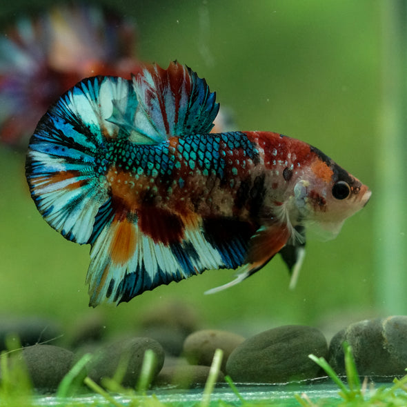 Multicolor/Galaxy Koi Plakat -16 weeks Old