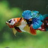 Multicolor/Galaxy Koi Plakat -16 weeks Old