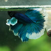 Dumbo Halfmoon - 12 weeks old