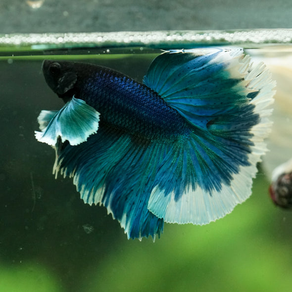 Dumbo Halfmoon - 12 weeks old