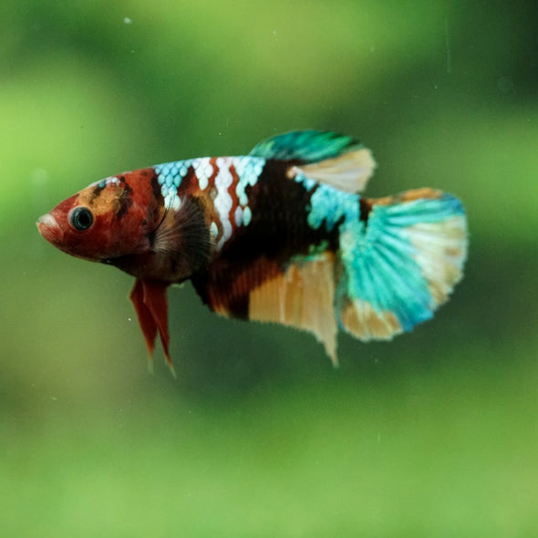 Multicolor/ Galaxy Koi Plakat- Female- 13 Weeks Old