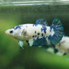 Blue/Green Dalmatian Plakat- Female