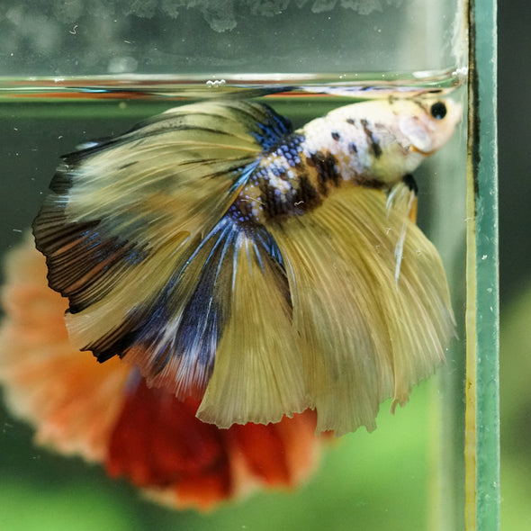 Galaxy/Candy Koi Halfmoon - 14 weeks old