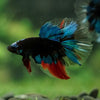 Black Base Galaxy Koi Halfmoon (Avatar) - 14 weeks old