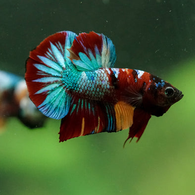 Multicolor/Galaxy Koi Plakat -16 weeks Old