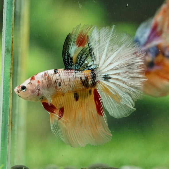 Galaxy/Candy Koi Halfmoon - 14 weeks old