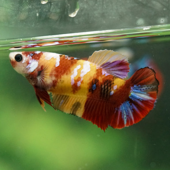 Multicolor/ Galaxy Koi Plakat- Female- 13 Weeks Old