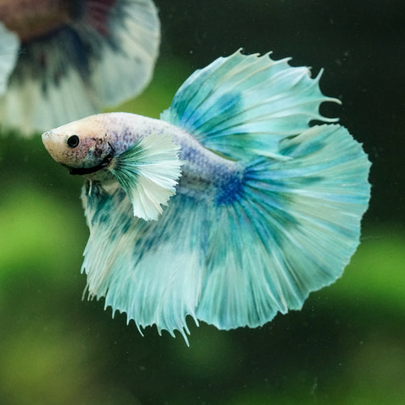 Dumbo Halfmoon - 12 weeks old