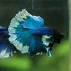 Dumbo Halfmoon - 12 weeks old
