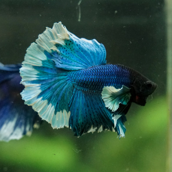 Dumbo Halfmoon - 12 weeks old