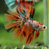 Galaxy/Candy Koi Halfmoon - 14 weeks old