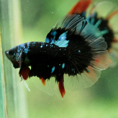 Black Base Galaxy/Candy Koi Halfmoon - 14 weeks Old
