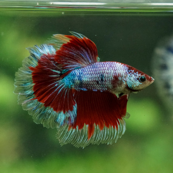 Galaxy/Candy Koi Halfmoon - 13 weeks old