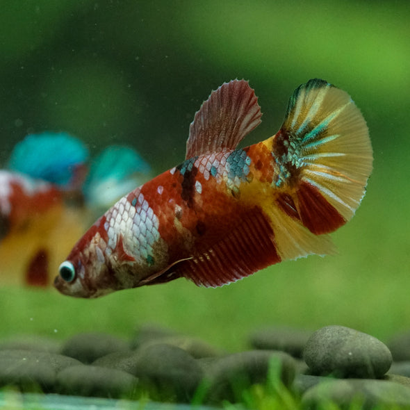 Multicolor/ Galaxy Koi Plakat- Female- 13 Weeks Old