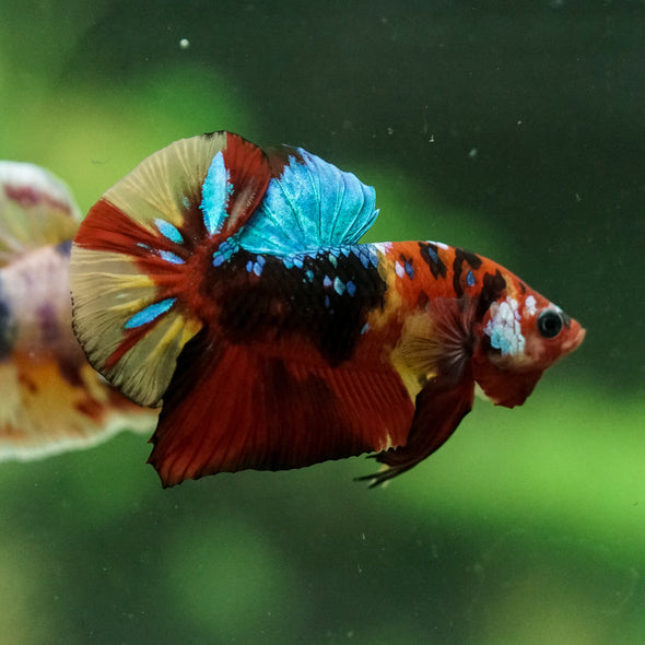 Multicolor/Galaxy Koi Plakat -15 weeks Old